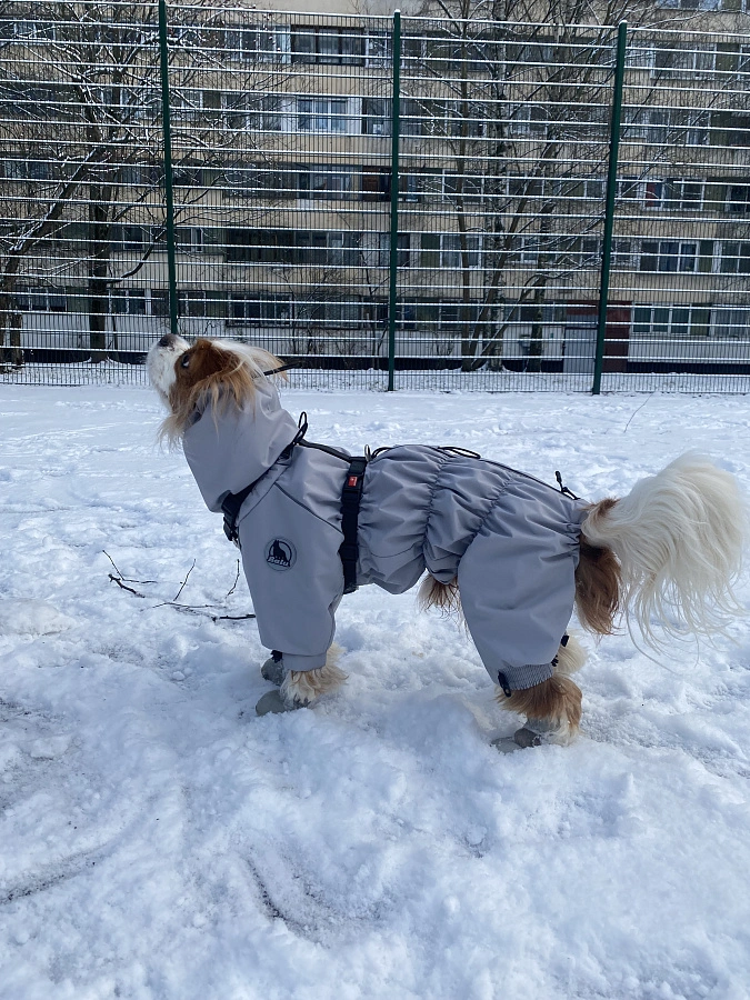 Фотография к отзыву от Черкасова Елизавета Александровна. Товар: <a href='/catalog/product/dozhdevik-24-dlya-melkikh-porod-sobak/'>Дождевик'24 для мелких пород собак</a>