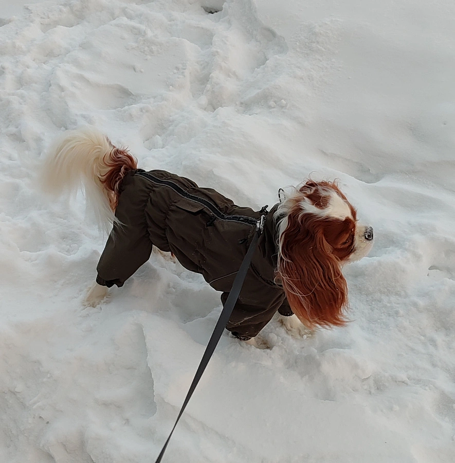 Фотография к отзыву от Бирюкова Анна Юрьевна.