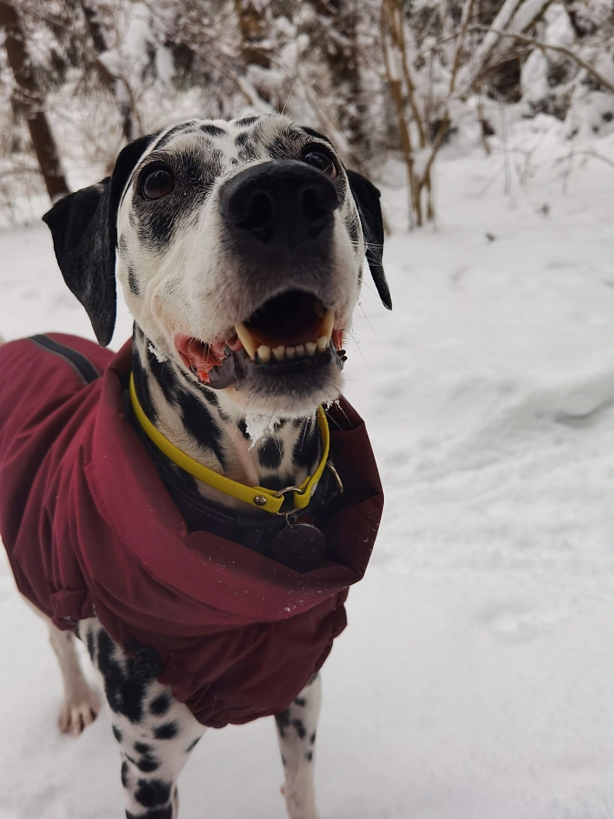 Фотография к отзыву от Гуминская Вера Николаевна .