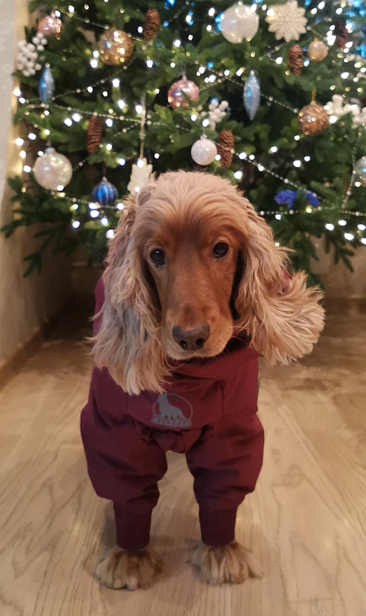 Фотография к отзыву от Латышева Светлана Арнольдовна . Товар: <a href='/catalog/product/zimniy-kombinezon-dog24/'>Зимний комбинезон'24</a>