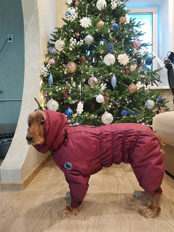 Фотография к отзыву от Латышева Светлана Арнольдовна . Товар: <a href='/catalog/product/zimniy-kombinezon-dog24/'>Зимний комбинезон'24</a>