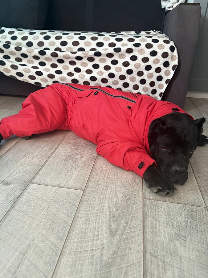 Фотография к отзыву от Полонская Инна Олеговна . Товар: <a href='/catalog/product/zimniy-kombinezon-dog24/'>Зимний комбинезон'24</a>