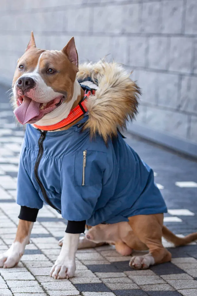 Одежда для собак интернет магазин - natali-fashion.ru