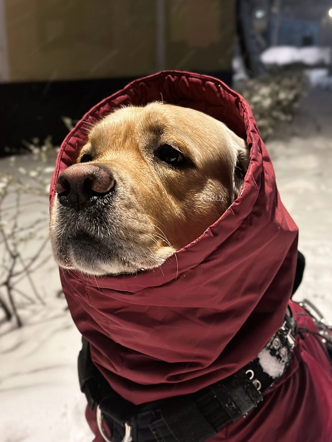 Фотография к отзыву от Алла.