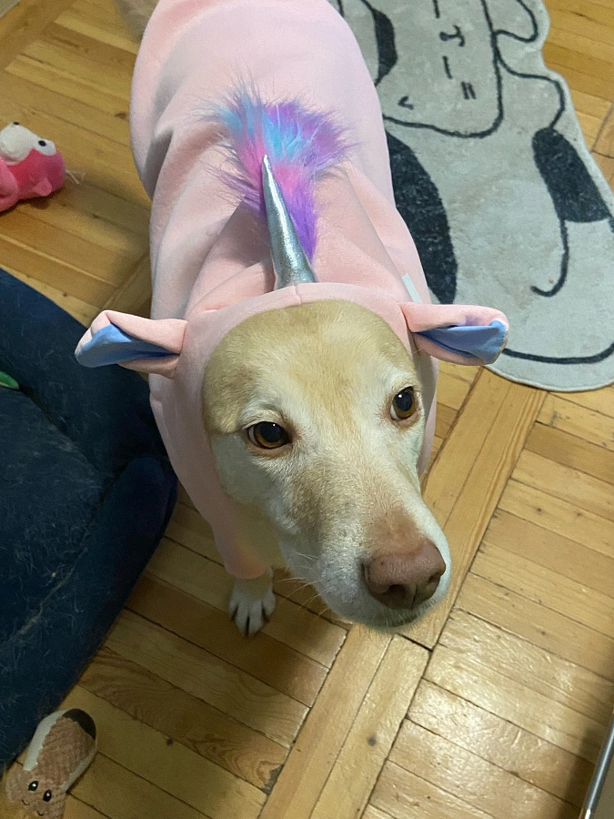 Фотография к отзыву от Виктория. Товар: <a href='/catalog/product/novogodnyaya-tolstovka-edinorog-rozovaya/'>Толстовка "Единорог" (розовая)</a>