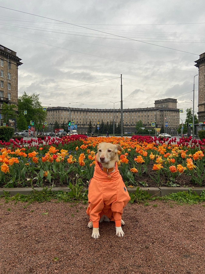 Фотография к отзыву от Виктория. Товар: <a href='/catalog/product/dozhdevik-bazovyy-s-vorotnikom/'>Дождевик базовый с воротником</a>