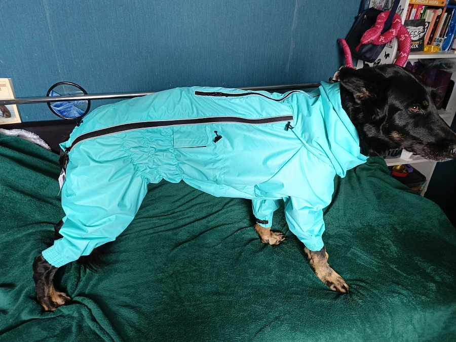 Фотография к отзыву от Светлана . Товар: <a href='/catalog/product/dozhdevik-dog24/'>Дождевик'24</a>