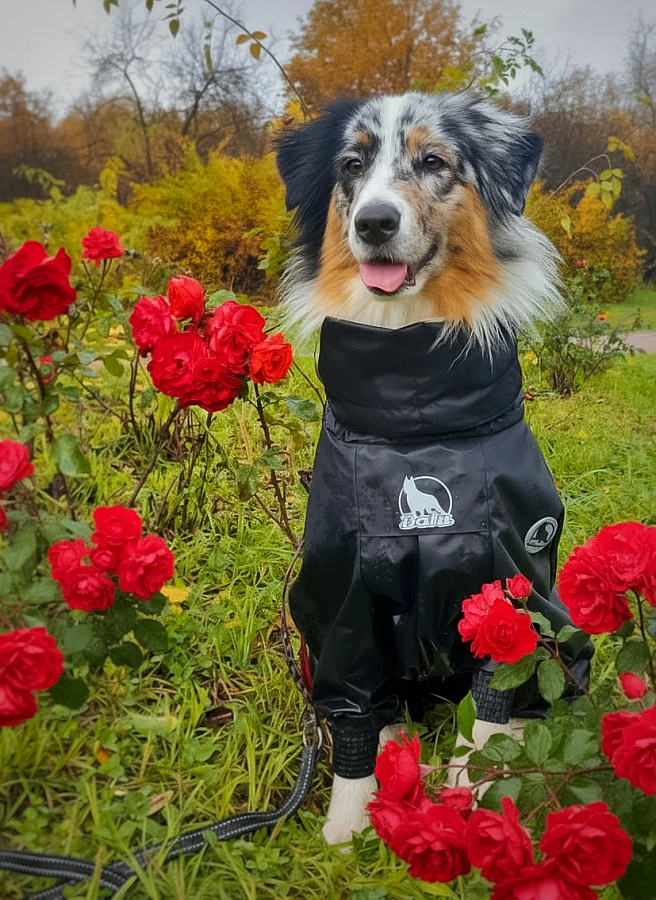 Фотография к отзыву от Оксана. Товар: <a href='/catalog/product/dozhdevik-dog24/'>Дождевик'24</a>