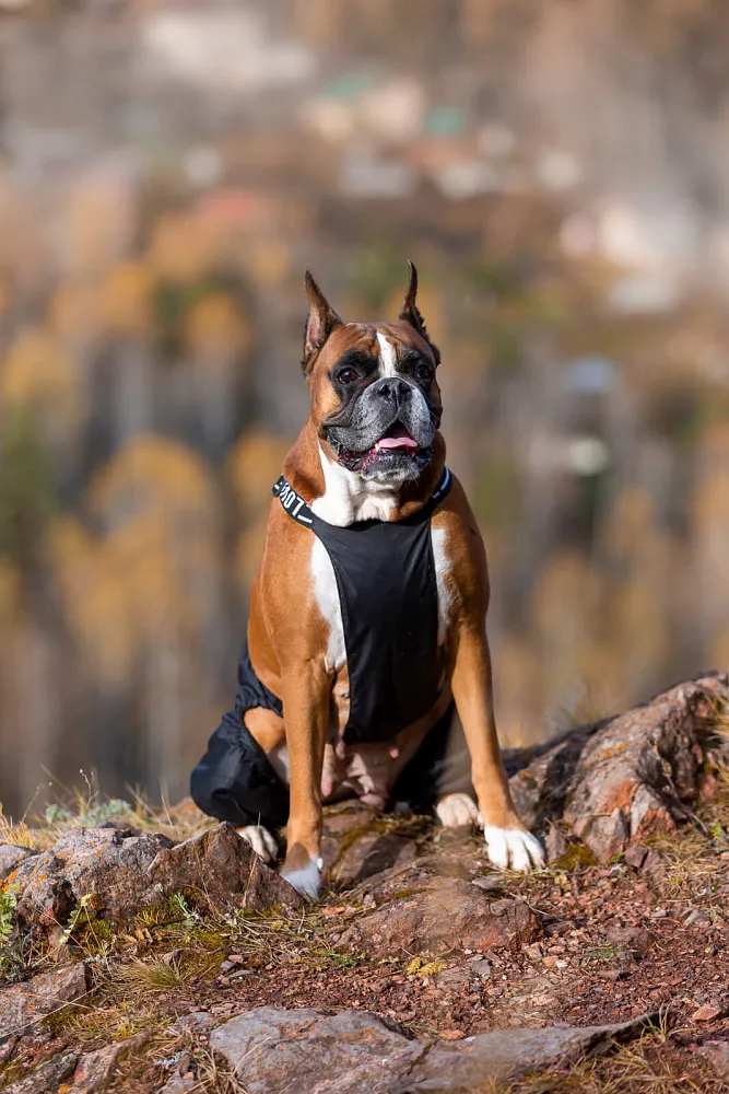 Штаны для собак - Купить в Красноярске - Интернет-магазин одежды для собакБалу