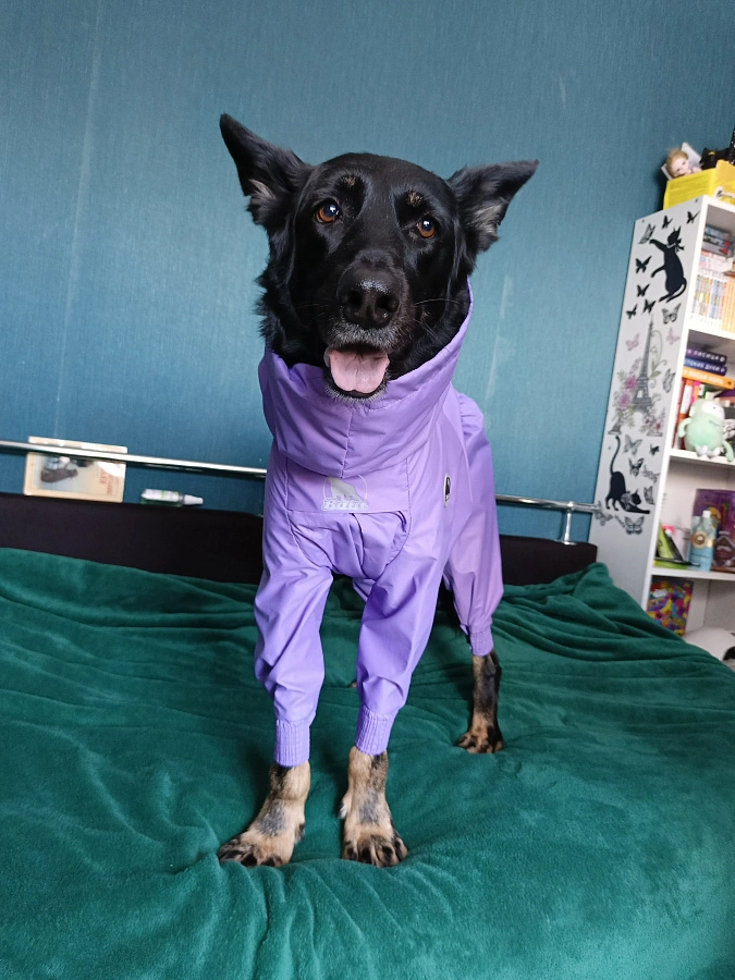 Фотография к отзыву от Светлана . Товар: <a href='/catalog/product/dozhdevik-dog24/'>Дождевик'24</a>