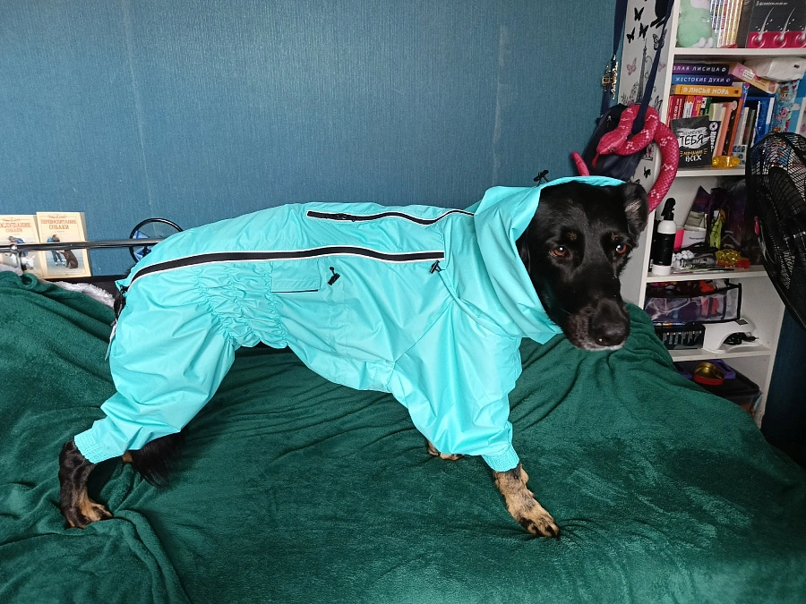 Фотография к отзыву от Светлана . Товар: <a href='/catalog/product/dozhdevik-dog24/'>Дождевик'24</a>